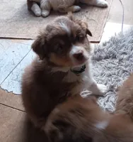 ASCA - Ian, a male Australian Shepherd for sale in Ontonagon, MI – Photo 4 of 7