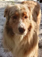 ASCA - Ian, a male Australian Shepherd for sale in Ontonagon, MI – Photo 6 of 7