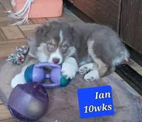 ASCA - Ian, a male Australian Shepherd for sale in Ontonagon, MI – Photo 1 of 7