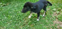 Forrest , a male Australian Cattle Dog and German Shepherd Dog for sale in Kingman, IN – 9 of 9