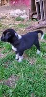 Chip, a male Australian Cattle Dog for sale in Kingman, IN – 2 of 3
