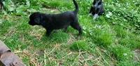 Orion, a male Australian Cattle Dog and German Shepherd Dog for sale in Kingman, IN – 3 of 5
