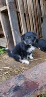 Debbie , a female Australian Cattle Dog for sale in Kingman, IN – 4 of 5