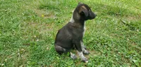 Sabina, a female Australian Cattle Dog and German Shepherd Dog for sale in Kingman, IN – 2 of 4