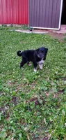 Debbie , a female Australian Cattle Dog for sale in Kingman, IN – 3 of 5