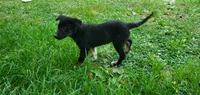Forrest , a male Australian Cattle Dog and German Shepherd Dog for sale in Kingman, IN – 3 of 9