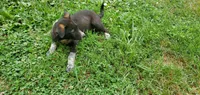 Sabina, a female Australian Cattle Dog and German Shepherd Dog for sale in Kingman, IN – 4 of 4