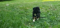 Forrest , a male Australian Cattle Dog and German Shepherd Dog for sale in Kingman, IN – 6 of 9