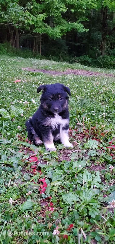 Debbie  – Australian Cattle Dog puppy for sale in Kingman, IN