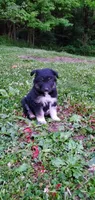 Debbie , a female Australian Cattle Dog for sale in Kingman, IN – 1 of 5
