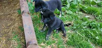 Orion, a male Australian Cattle Dog and German Shepherd Dog for sale in Kingman, IN – 2 of 5