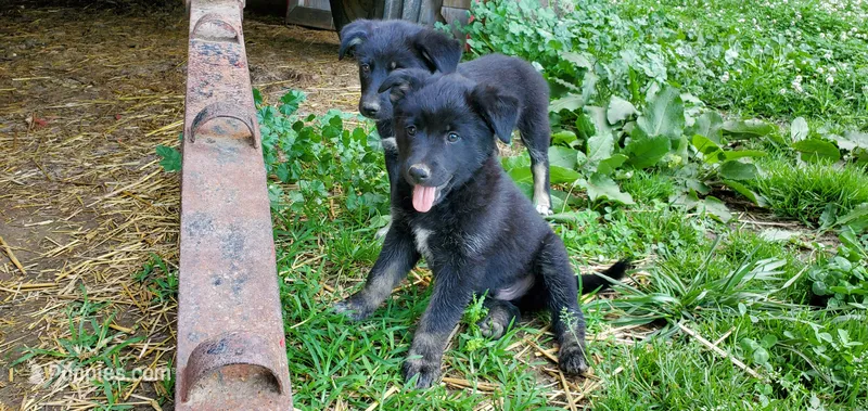 Orion – Australian Cattle Dog, German Shepherd Dog puppy for sale in Kingman, IN