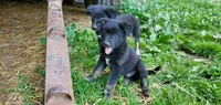 Orion, a male Australian Cattle Dog and German Shepherd Dog for sale in Kingman, IN – 1 of 5