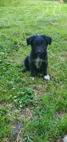 Star, a male Australian Cattle Dog and German Shepherd Dog for sale in Kingman, IN – 2 of 5