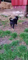 Chip, a male Australian Cattle Dog for sale in Kingman, IN – 3 of 3