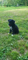 Star, a male Australian Cattle Dog and German Shepherd Dog for sale in Kingman, IN – 4 of 5