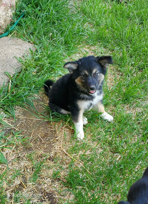 Debbie  – Australian Cattle Dog, German Shepherd Dog puppy for sale in Kingman, IN