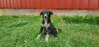 Sabina, a female Australian Cattle Dog and German Shepherd Dog for sale in Kingman, IN – 3 of 4