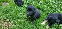 Orion, a male Australian Cattle Dog and German Shepherd Dog for sale in Kingman, IN – 4 of 5