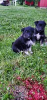 Debbie , a female Australian Cattle Dog for sale in Kingman, IN – 5 of 5