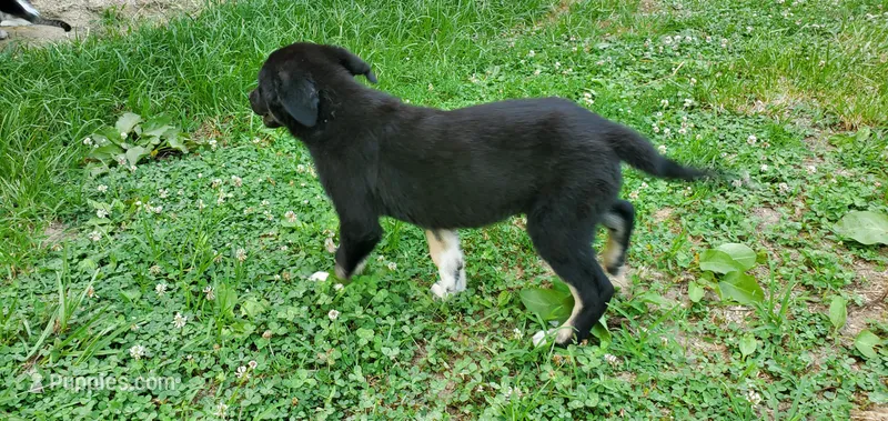 Forrest  – Australian Cattle Dog, German Shepherd Dog puppy for sale in Kingman, IN