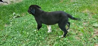 Forrest , a male Australian Cattle Dog and German Shepherd Dog for sale in Kingman, IN – 8 of 9