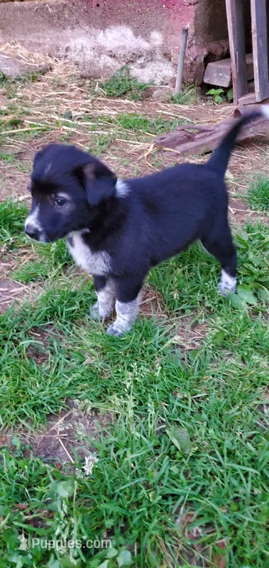 Chip – Australian Cattle Dog puppy for sale in Kingman, IN