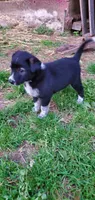 Chip, a male Australian Cattle Dog for sale in Kingman, IN – 1 of 3