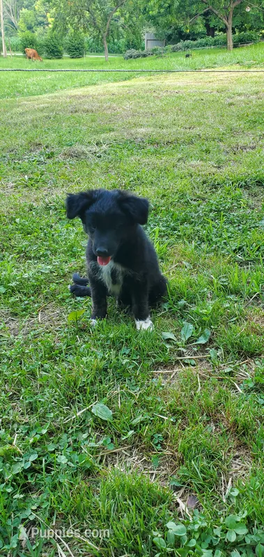 Star – Australian Cattle Dog, German Shepherd Dog puppy for sale in Kingman, IN