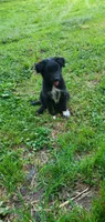 Star, a male Australian Cattle Dog and German Shepherd Dog for sale in Kingman, IN – 5 of 5