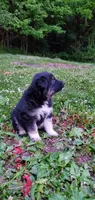 Debbie , a female Australian Cattle Dog for sale in Kingman, IN – 2 of 5