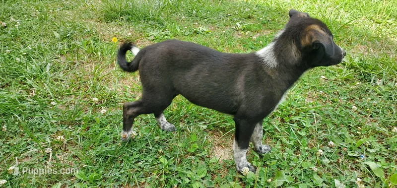 Sabina – Australian Cattle Dog, German Shepherd Dog puppy for sale in Kingman, IN