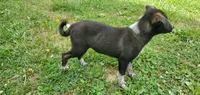 Sabina, a female Australian Cattle Dog and German Shepherd Dog for sale in Kingman, IN – 1 of 4