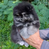 Bobby, a male Pomeranian for sale in Jacksonville, NC – 6 of 8