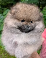 Angel, a female Pomeranian for sale in Jacksonville, NC – 2 of 6