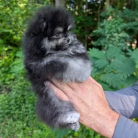 Bobby, a male Pomeranian for sale in Jacksonville, NC – 4 of 8
