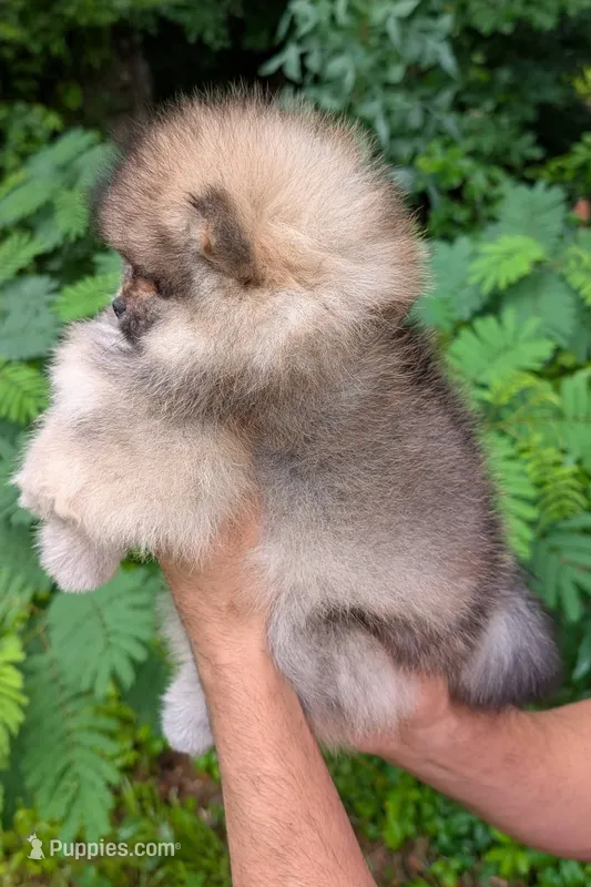 Angel – Pomeranian puppy for sale in Jacksonville, NC
