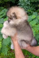 Angel, a female Pomeranian for sale in Jacksonville, NC – 1 of 6