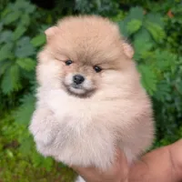 Lidie, a female Pomeranian for sale in Jacksonville, NC – 5 of 5