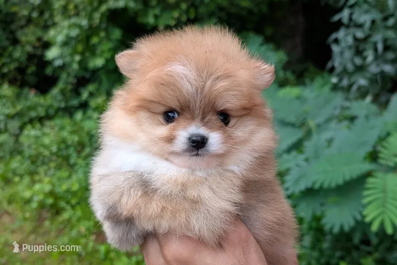 Celeste – Pomeranian puppy for sale in Jacksonville, NC