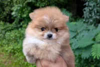 Celeste, a female Pomeranian for sale in Jacksonville, NC – 1 of 5