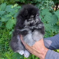 Bobby, a male Pomeranian for sale in Jacksonville, NC – 3 of 8