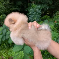 Lidie, a female Pomeranian for sale in Jacksonville, NC – 3 of 5