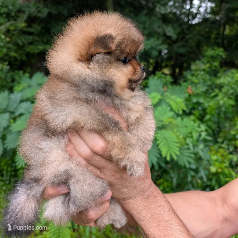 Hikari – Pomeranian puppy for sale in Jacksonville, NC