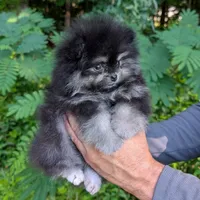 Bobby, a male Pomeranian for sale in Jacksonville, NC – 5 of 8