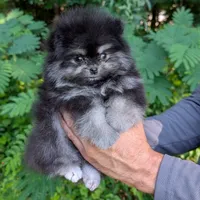 Bobby, a male Pomeranian for sale in Jacksonville, NC – 8 of 8