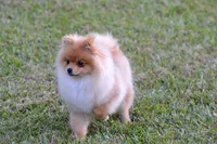 Lidie, a female Pomeranian for sale in Jacksonville, NC – 2 of 2