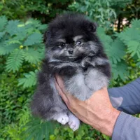 Bobby, a male Pomeranian for sale in Jacksonville, NC – 2 of 8