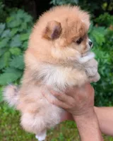 Celeste, a female Pomeranian for sale in Jacksonville, NC – 4 of 5