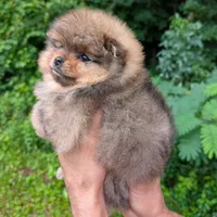 Hikari, a female Pomeranian for sale in Jacksonville, NC – 5 of 6